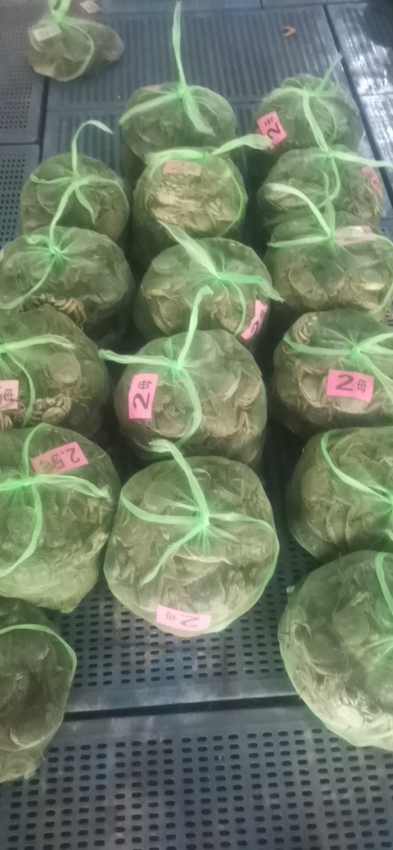 兴化精品大闸蟹，规格正，膏满黄多，规格齐全，量大从优