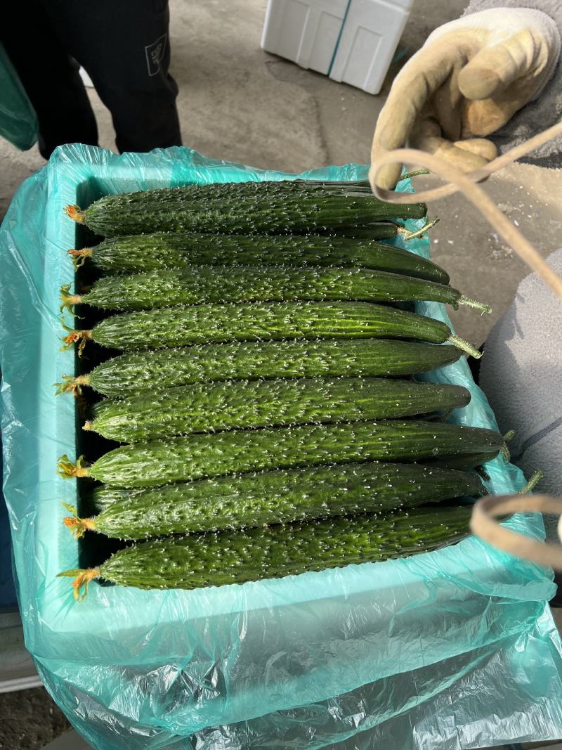 黑亮黄瓜，兰陵黄瓜，电商超市直供单位，公司常年供应