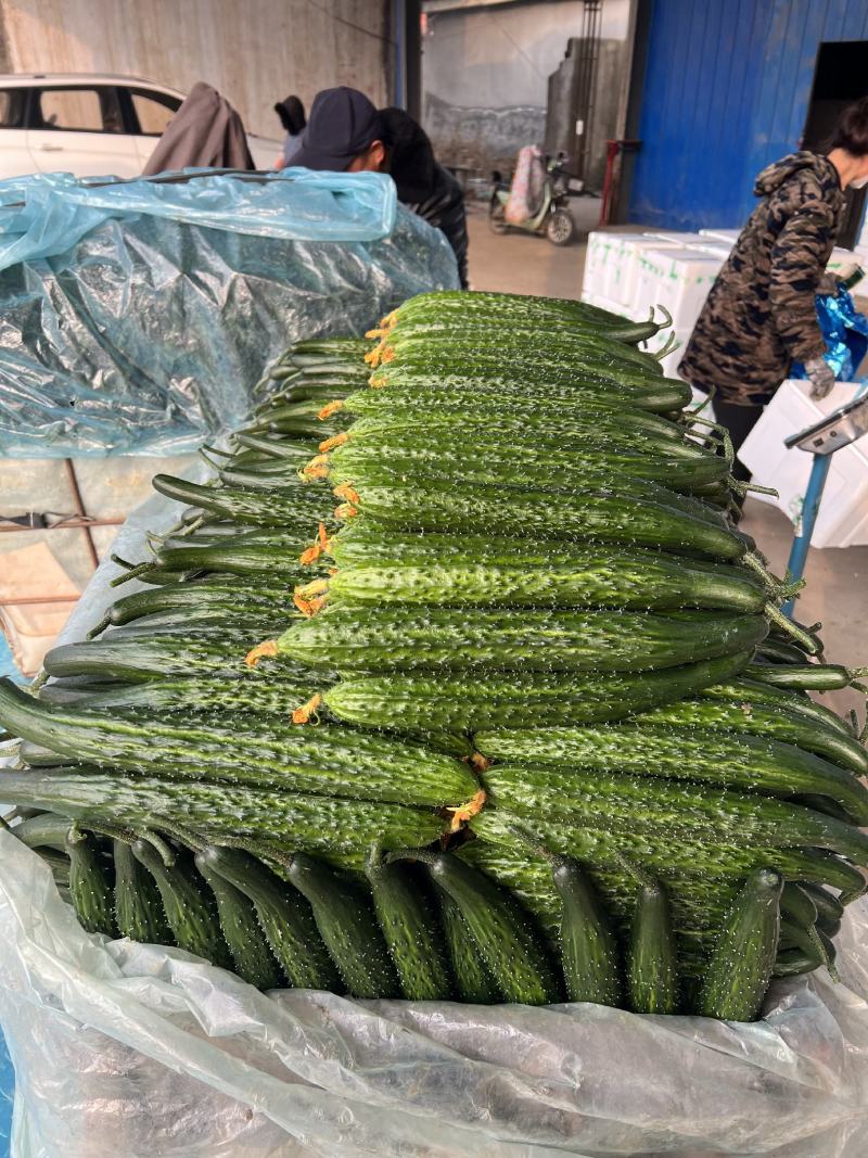 黑亮黄瓜，兰陵黄瓜，电商超市直供单位，公司常年供应
