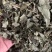 白鹤灵芝中草药白鹤灵芝草干货批发仙草癣草支持一件代发
