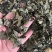 白鹤灵芝中草药白鹤灵芝草干货批发仙草癣草支持一件代发