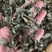 白鹤灵芝中草药白鹤灵芝草干货批发仙草癣草支持一件代发