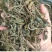 灵香草零陵香干净无杂质量大从优
