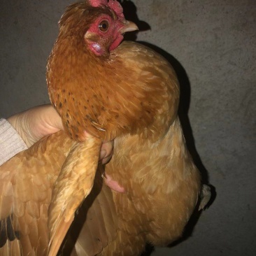 全散养小母鸡，肉质鲜美吃稻谷糠全天散跑无停