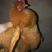 全散养小母鸡，肉质鲜美吃稻谷糠全天散跑无停