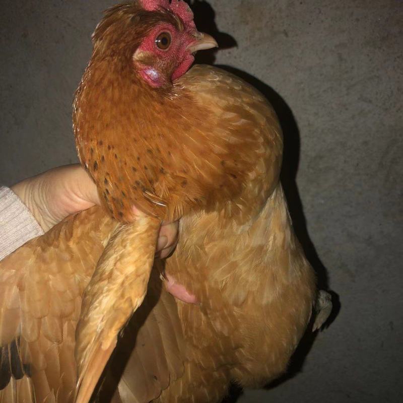 全散养小母鸡，肉质鲜美吃稻谷糠全天散跑无停