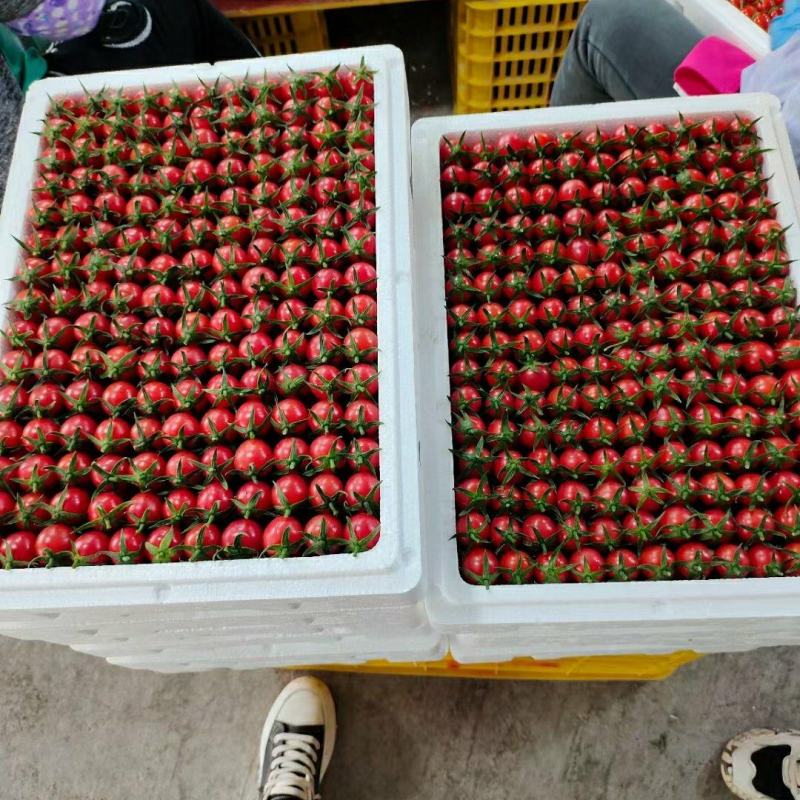 广西百色圣女果(实力代办)