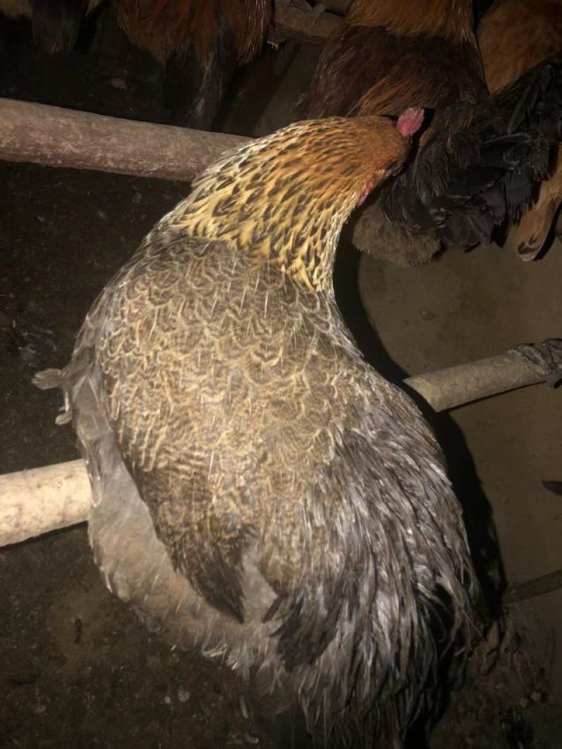 全散养小母鸡，肉质鲜美吃稻谷糠全天散跑无停
