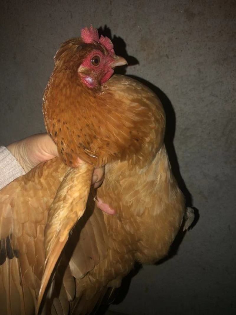 全散养小母鸡，肉质鲜美吃稻谷糠全天散跑无停