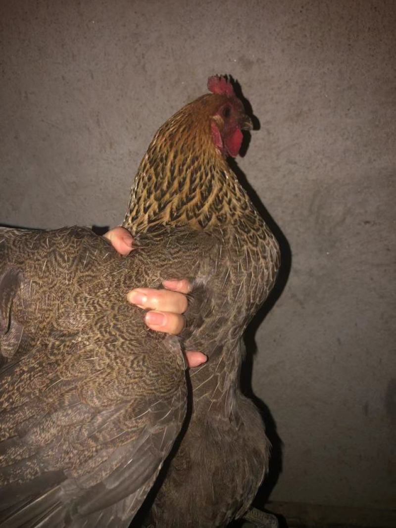 全散养小母鸡，肉质鲜美吃稻谷糠全天散跑无停