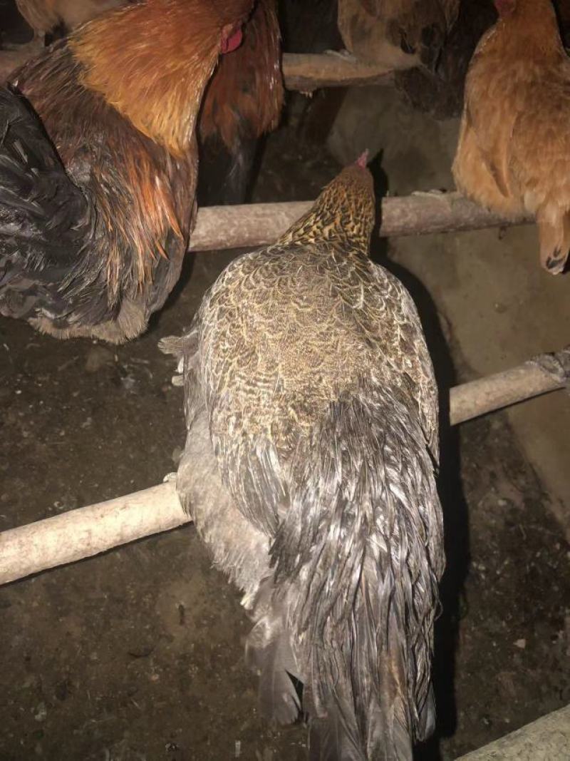 全散养小母鸡，肉质鲜美吃稻谷糠全天散跑无停