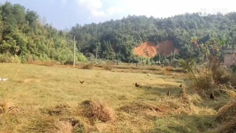 全散养小母鸡，肉质鲜美吃稻谷糠全天散跑无停