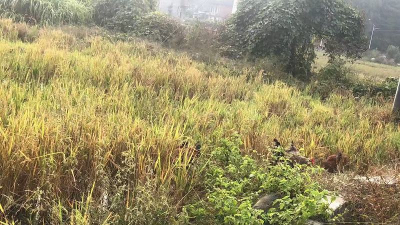 全散养小母鸡，肉质鲜美吃稻谷糠全天散跑无停