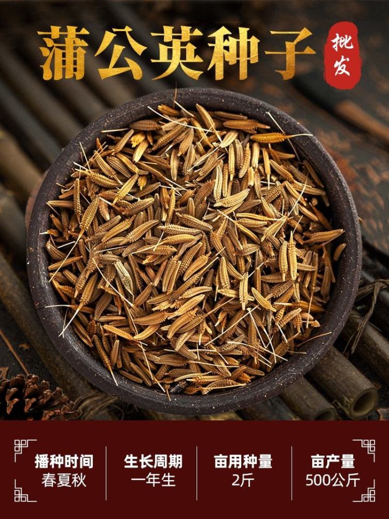 野生蒲公英种子婆婆丁种籽春秋冬四季盆栽种植野菜蔬菜种孑大