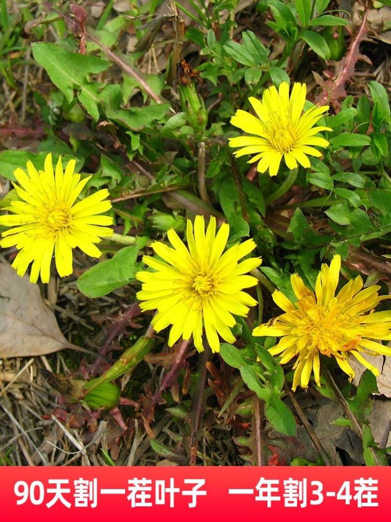 野生蒲公英种子婆婆丁种籽春秋冬四季盆栽种植野菜蔬菜种孑大