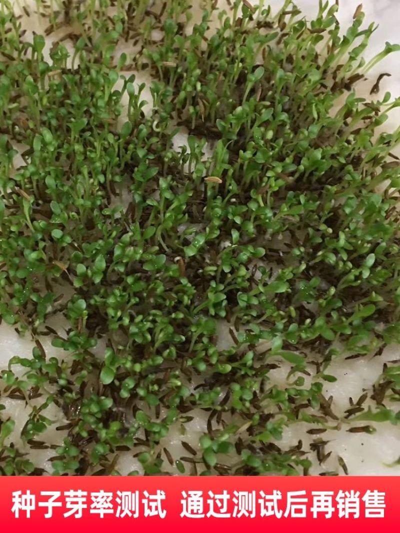 野生蒲公英种子婆婆丁种籽春秋冬四季盆栽种植野菜蔬菜种孑大