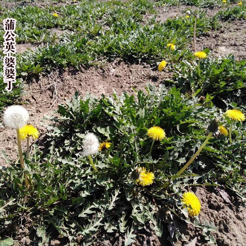 野生蒲公英种子婆婆丁种籽春秋冬四季盆栽种植野菜蔬菜种孑大