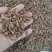 茜草干货各种规格量大从优