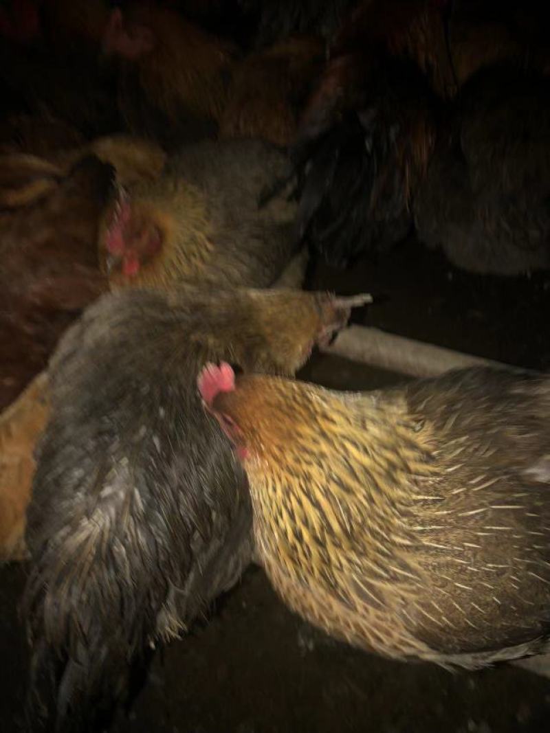 全散养小母鸡，肉质鲜美吃稻谷糠全天散跑无停