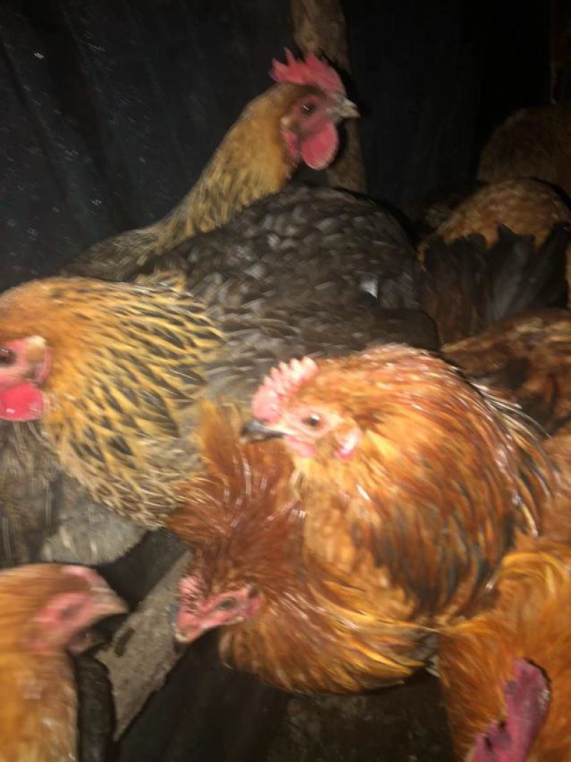 全散养小母鸡，肉质鲜美吃稻谷糠全天散跑无停