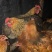 全散养小母鸡，肉质鲜美吃稻谷糠全天散跑无停