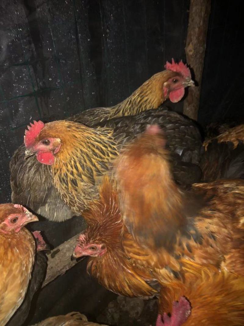 全散养小母鸡，肉质鲜美吃稻谷糠全天散跑无停