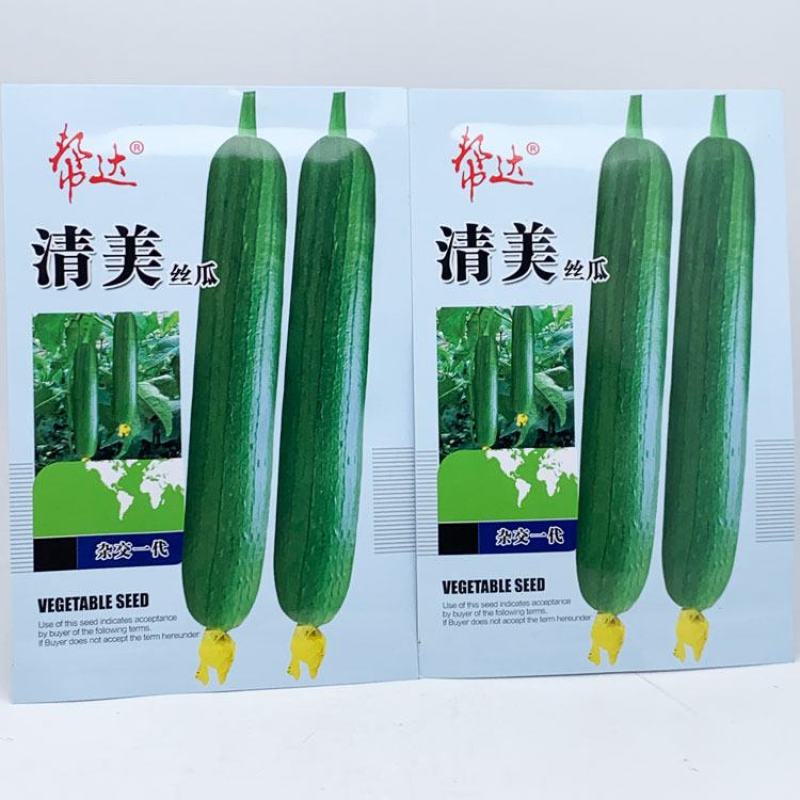 帮达短油皮丝瓜种子楚玉香5号香丝瓜种子油亮短水瓜种子原装