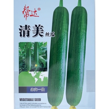 帮达短油皮丝瓜种子楚玉香5号香丝瓜种子油亮短水瓜种子原装