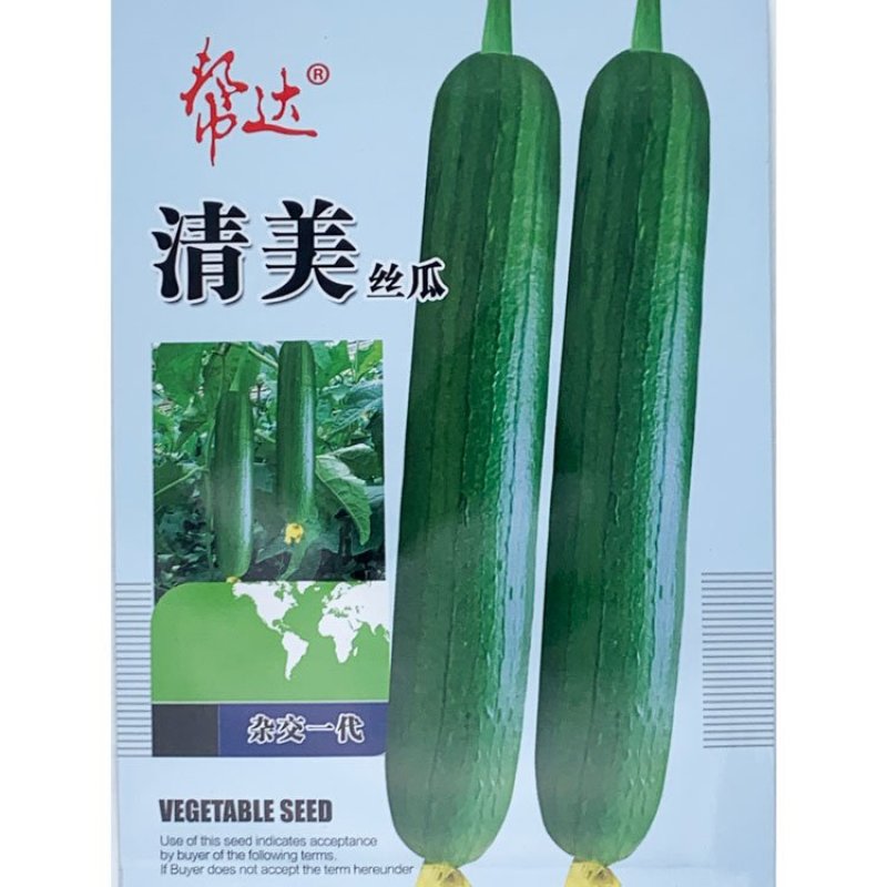 帮达短油皮丝瓜种子楚玉香5号香丝瓜种子油亮短水瓜种子原装