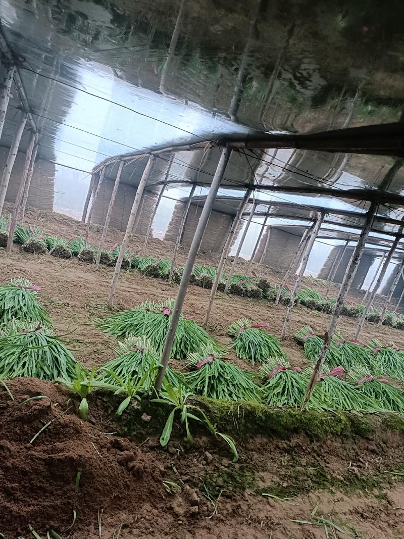 大棚韭菜，万亩韭菜种植基地，产地直发，品质保证！视频看货