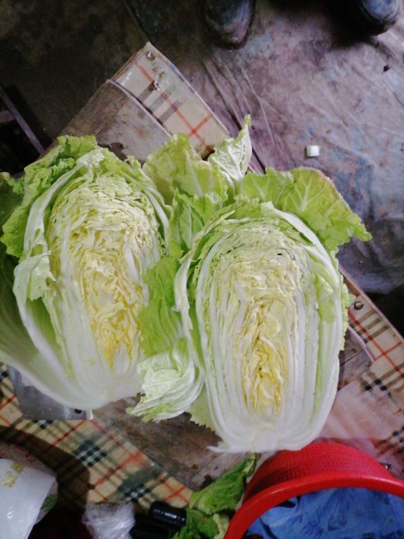 大白菜黄心大白菜品质好价格低量大从优货源充足