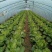 大白菜黄心大白菜品质好价格低量大从优货源充足
