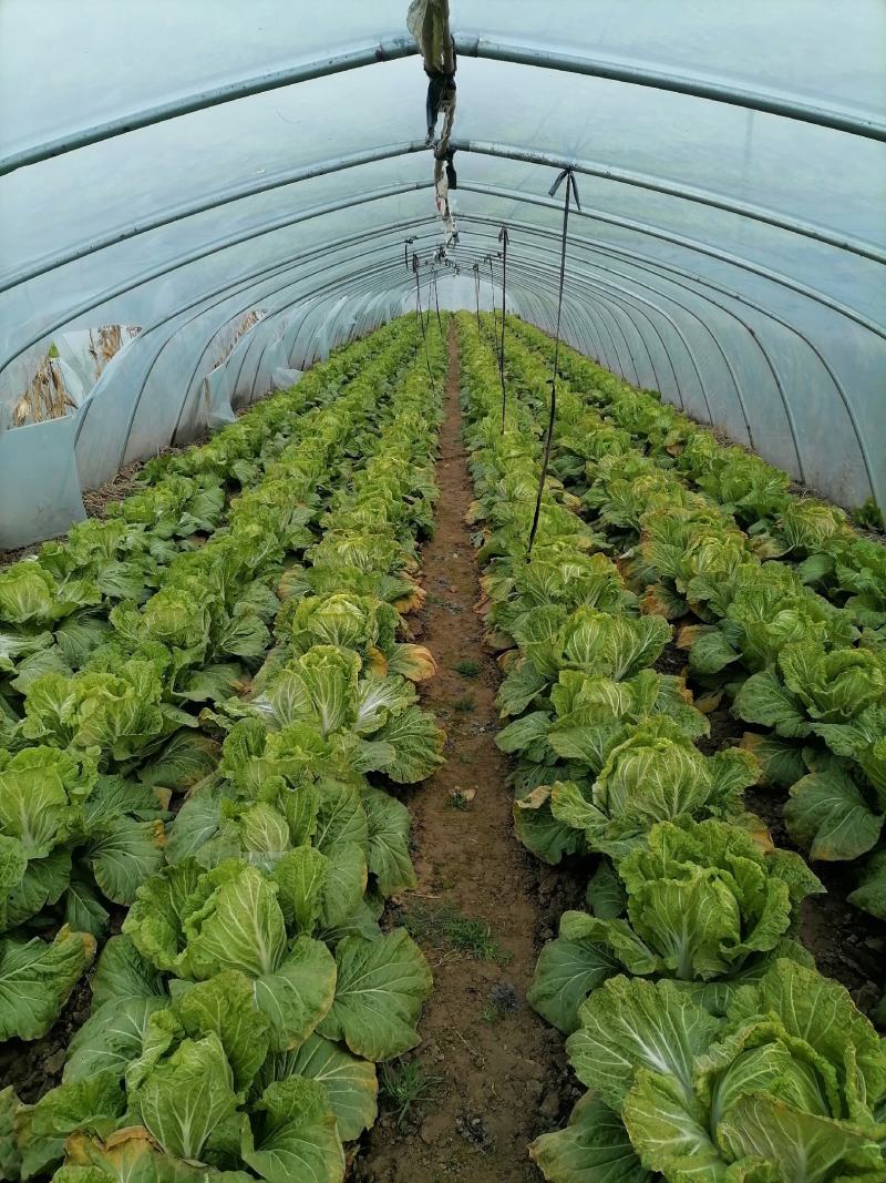 大白菜黄心大白菜品质好价格低量大从优货源充足