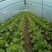 大白菜黄心大白菜品质好价格低量大从优货源充足