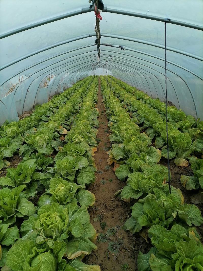 大白菜黄心大白菜品质好价格低量大从优货源充足