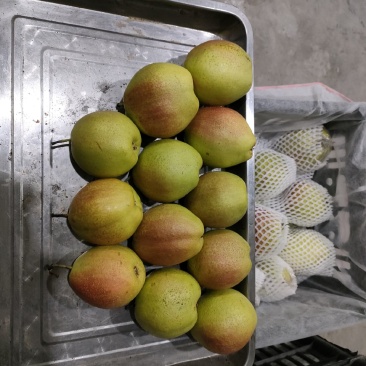新鲜香梨