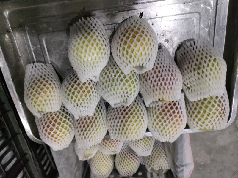 新鲜香梨