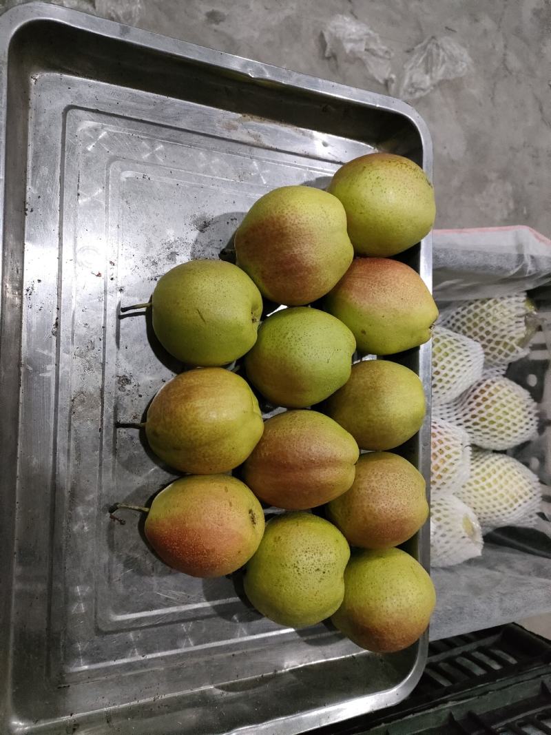 新鲜香梨