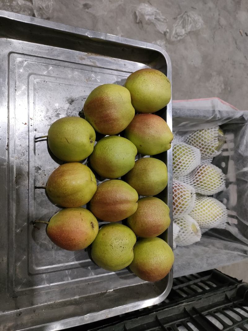 新鲜香梨