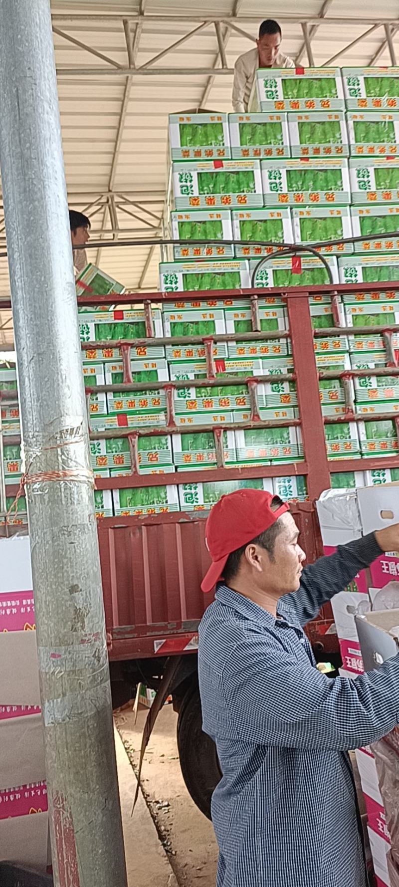 精品301辣椒广东徐闻基地直发量大价优，整车发货对接商超