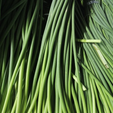 金乡蒜苔红帽白帽蒜苔专业代收储存冷库出租诚信第一