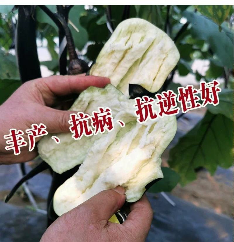 法国长茄种子，5克