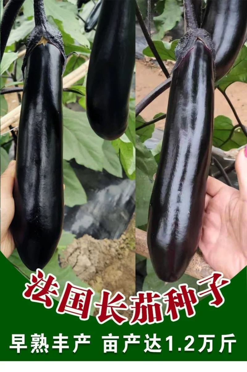法国长茄种子，5克