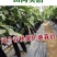 法国长茄种子，5克