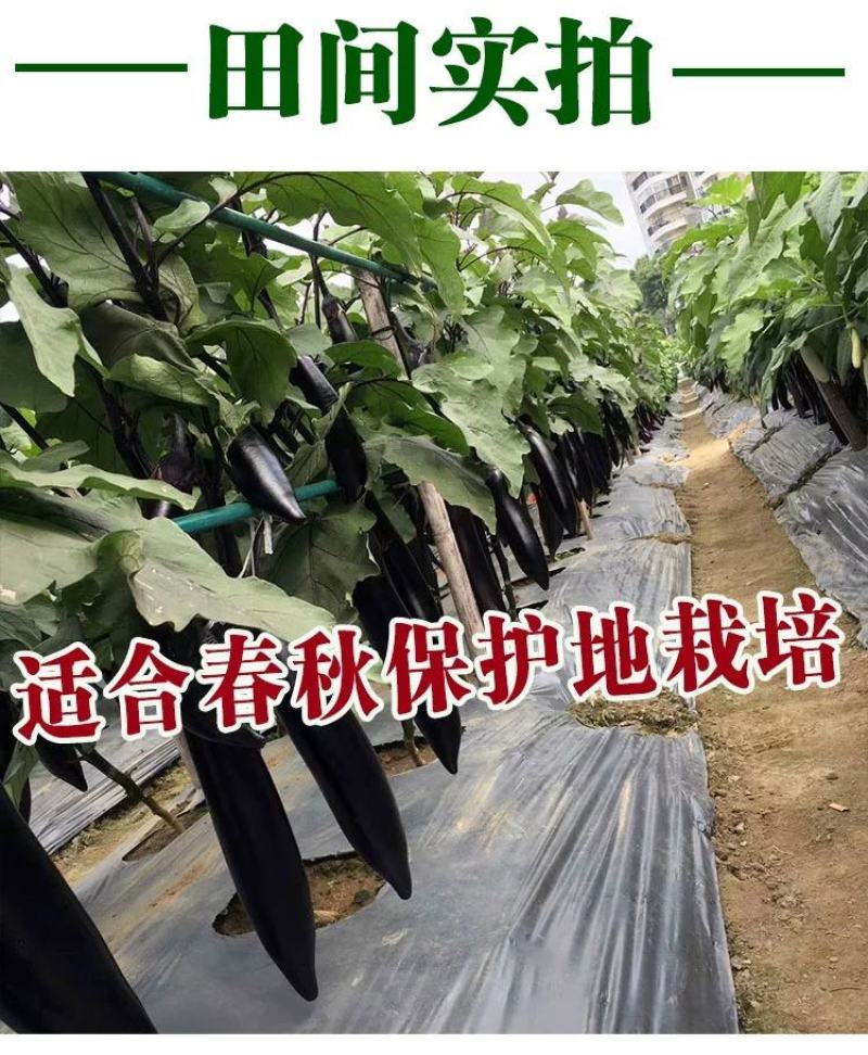 法国长茄种子，5克