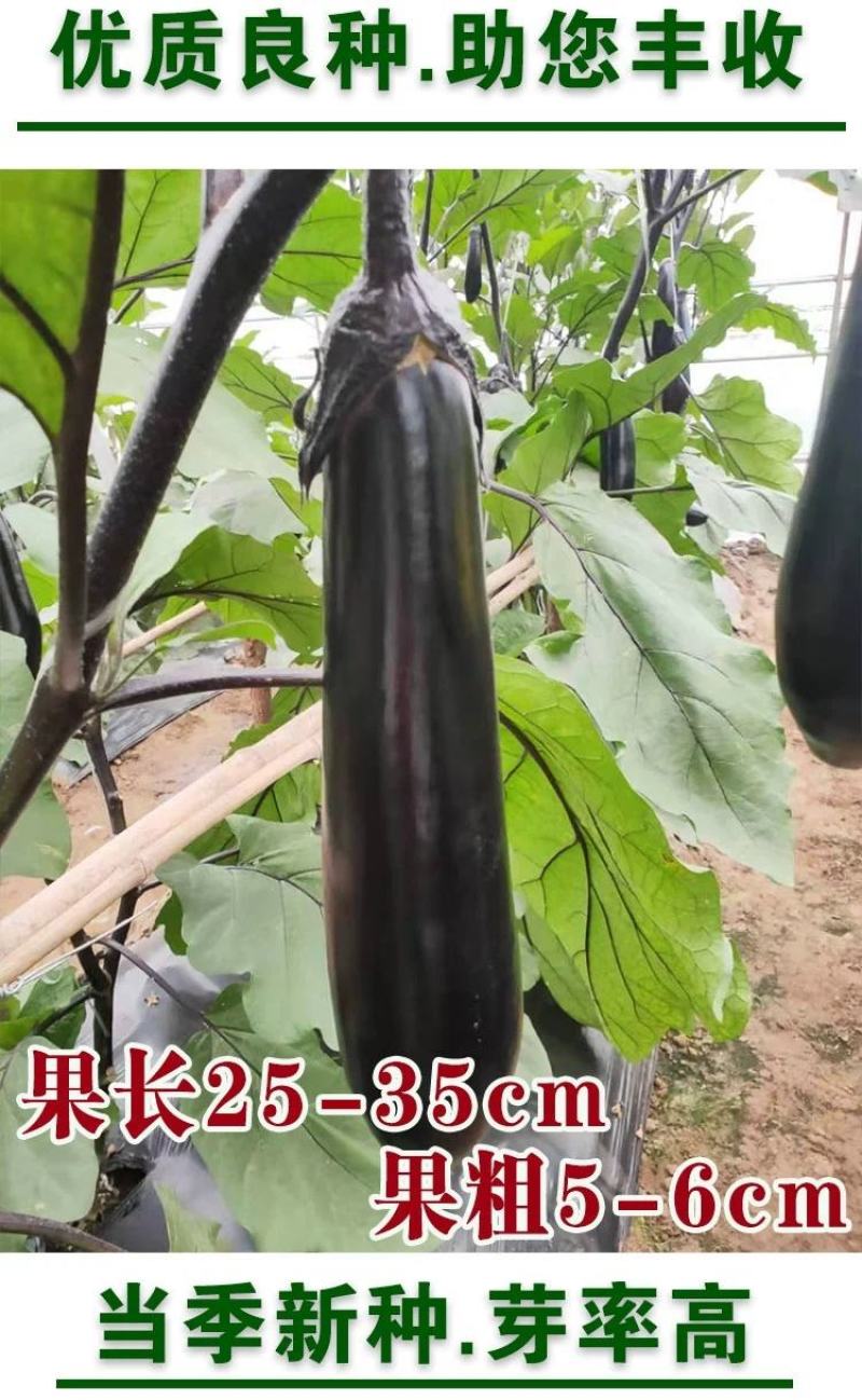 法国长茄种子，5克
