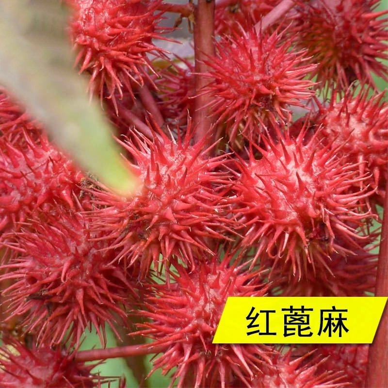 新货野生蓖麻子种子红蓖麻籽大麻子榨油观赏红蓖麻种子
