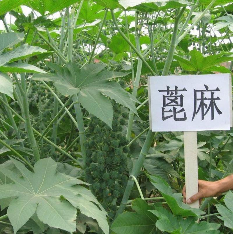 新货野生蓖麻子种子红蓖麻籽大麻子榨油观赏红蓖麻种子