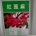 新货野生蓖麻子种子红蓖麻籽大麻子榨油观赏红蓖麻种子