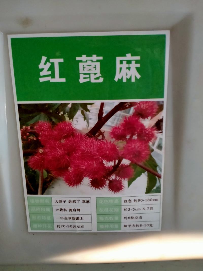 新货野生蓖麻子种子红蓖麻籽大麻子榨油观赏红蓖麻种子